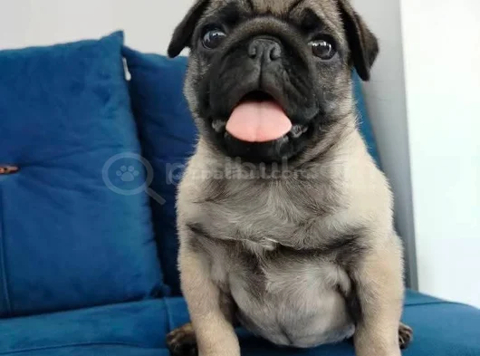 Pug Mops Yavruları