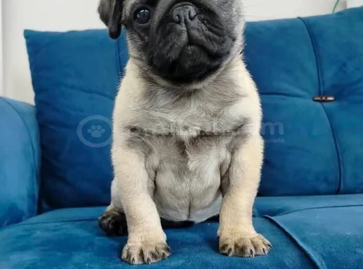 Pug Mops Yavruları görsel