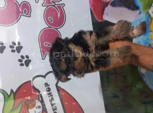 Kalite Tesadüf Değil Tercihtir görsel