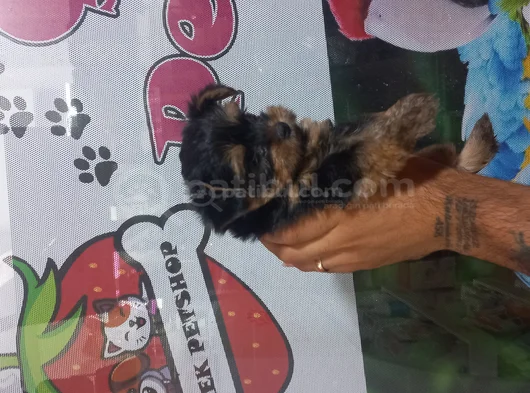 Kalite Tesadüf Değil Tercihtir görsel