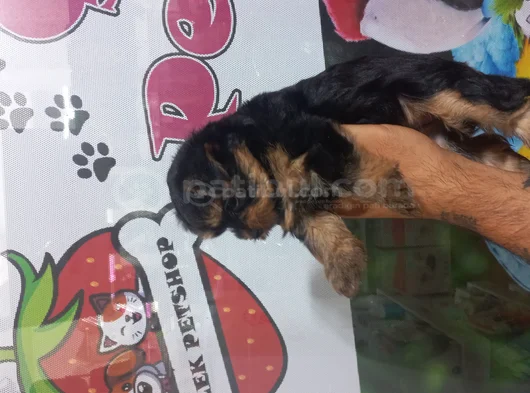 Kalite Tesadüf Değil Tercihtir görsel