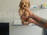 Minyatür Minnaklarım Teslime Hazır