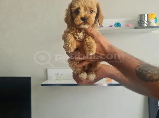 Minyatür Minnaklarım Teslime Hazır görsel