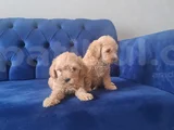 Minyatür minnaklarım teslime hazır