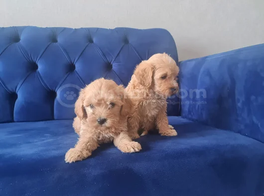 Minyatür Minnaklarım Teslime Hazır