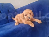 Minyatür Minnaklarım Teslime Hazır