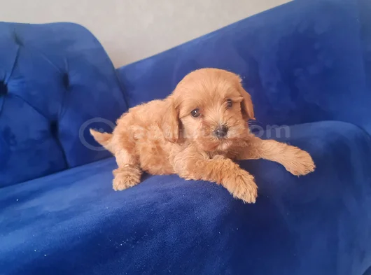 Minyatür Minnaklarım Teslime Hazır görsel