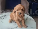 Çok büyümeyen minyatür minnaklarım teslime hazır