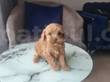 Minyatür Minnaklarım Teslime Hazır