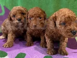 Dünya Tatlisi Mi̇nnoş Poodle Yavrular