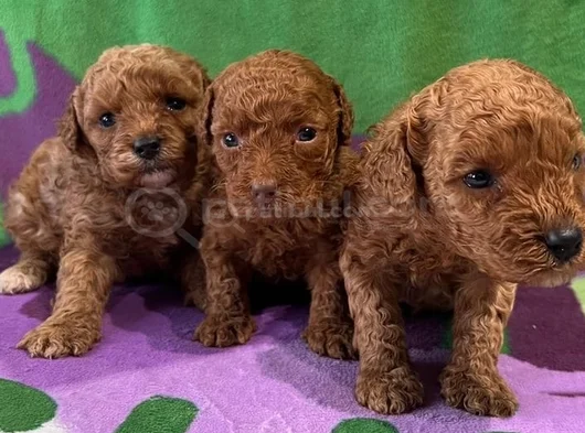 Dünya Tatlisi Mi̇nnoş Poodle Yavrular görsel