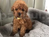 Dünya Tatlisi Mi̇nnoş Poodle Yavrular
