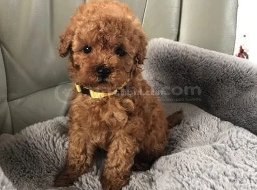 Dünya Tatlisi Mi̇nnoş Poodle Yavrular görsel