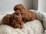 DÜNYA TATLISI MİNNOŞ POODLE YAVRULAR