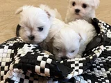 0 Numara Maltese Yavrularımız