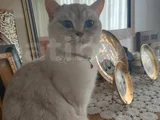Mia