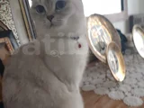 Mia
