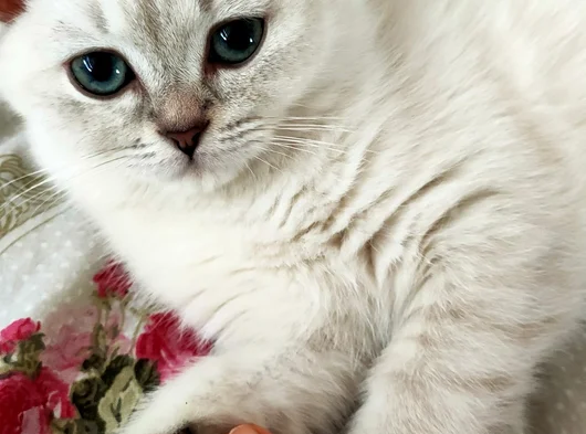 Mia