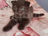 BU GÜZELLİK NADİR BULUNUR YENİ YUVAYA GİTMEYE HAZIR