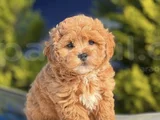 Maltipoo bebeklerr