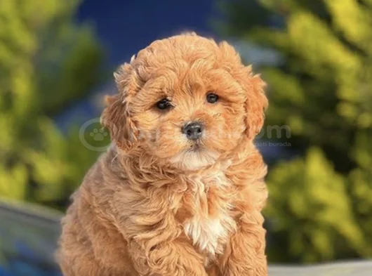 Maltipoo Bebeklerr