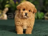 Maltipoo Bebeklerr