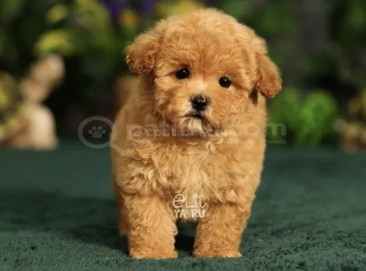 Maltipoo Bebeklerr görsel