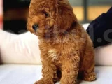 Maltipoo Bebeklerr