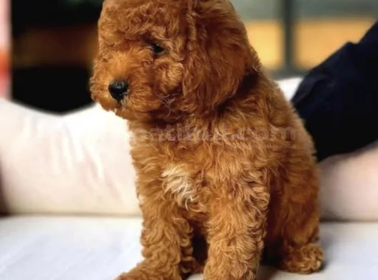 Maltipoo Bebeklerr görsel
