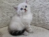 Kar Beyaz Renkli̇ Gözlü Uygun Bebi̇şler