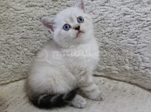 Kar Beyaz Renkli̇ Gözlü Uygun Bebi̇şler görsel