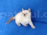 Mükemmel Güzelli̇k Bulupoi̇nt