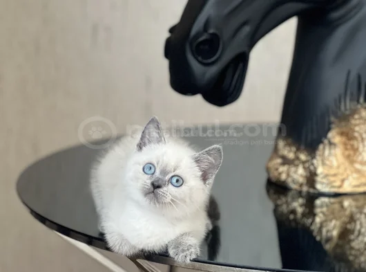Blue Poi̇nt Bri̇ti̇sh Shorthai̇r Yavrum