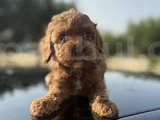 Peluş Görünüm Sağlık Ve Irk Garantili Toy Poodle Yavrularım
