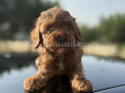 Peluş Görünüm Sağlık Ve Irk Garantili Toy Poodle Yavrularım görsel