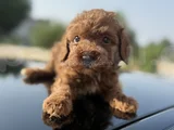 Peluş Görünüm Sağlık Ve Irk Garantili Toy Poodle Yavrularım