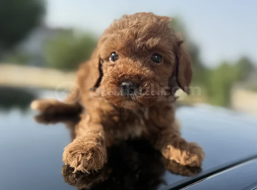 Peluş Görünüm Sağlık Ve Irk Garantili Toy Poodle Yavrularım görsel