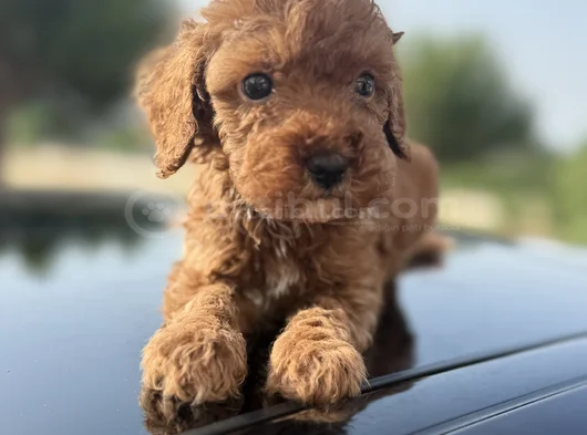 Peluş Görünüm Sağlık Ve Irk Garantili Toy Poodle Yavrularım görsel