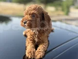 Peluş Görünüm Sağlık Ve Irk Garantili Toy Poodle Yavrularım