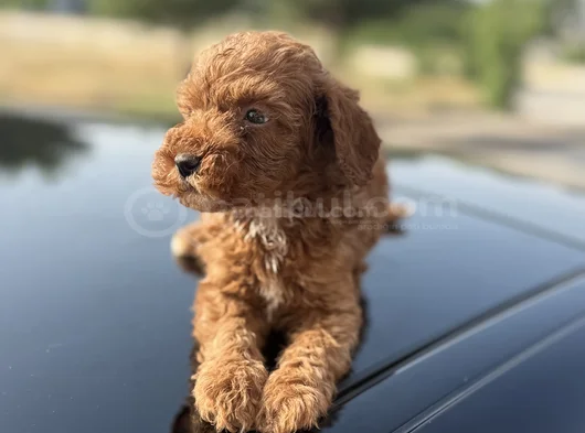 Peluş Görünüm Sağlık Ve Irk Garantili Toy Poodle Yavrularım görsel