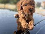 Peluş Görünüm Sağlık Ve Irk Garantili Toy Poodle Yavrularım