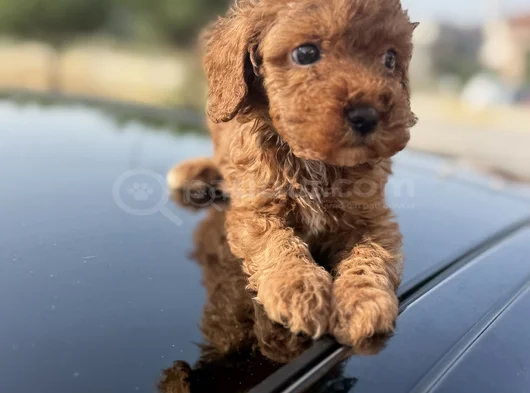 Peluş Görünüm Sağlık Ve Irk Garantili Toy Poodle Yavrularım