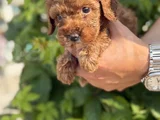 Güvence Ile Sağlık Ve Irk Garantili Toy Poodle Yavrularım