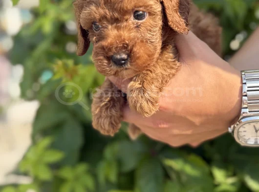 Güvence Ile Sağlık Ve Irk Garantili Toy Poodle Yavrularım görsel