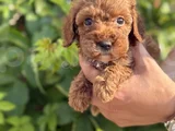Güvence ile Sağlık Ve Irk Garantili Toy Poodle Yavrularım