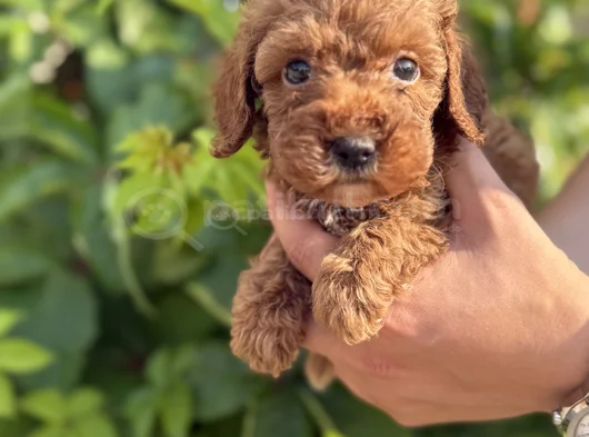 Güvence Ile Sağlık Ve Irk Garantili Toy Poodle Yavrularım
