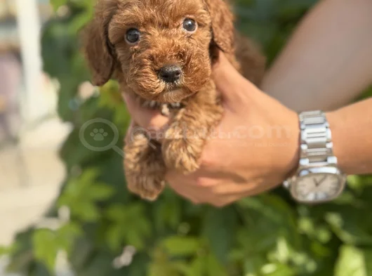 Güvence Ile Sağlık Ve Irk Garantili Toy Poodle Yavrularım görsel