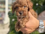 Güvence Ile Sağlık Ve Irk Garantili Toy Poodle Yavrularım