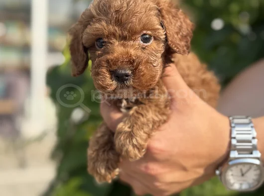 Güvence Ile Sağlık Ve Irk Garantili Toy Poodle Yavrularım görsel