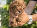 Güvence Ile Sağlık Ve Irk Garantili Toy Poodle Yavrularım